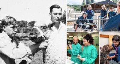 Bristol uni celebrates 75 years of teaching vets